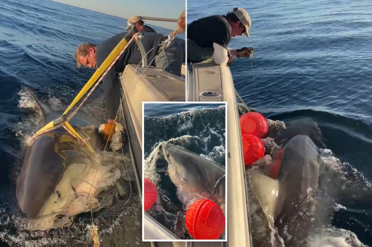 1,700lb great white shark 'Contender,' biggest ever recorded in Atlantic, believed to be heading to Cape Cod