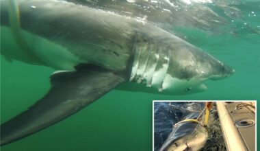 12-foot great white shark 'Ernst' tracked near Montauk — and Atlantic's biggest could be right behind her