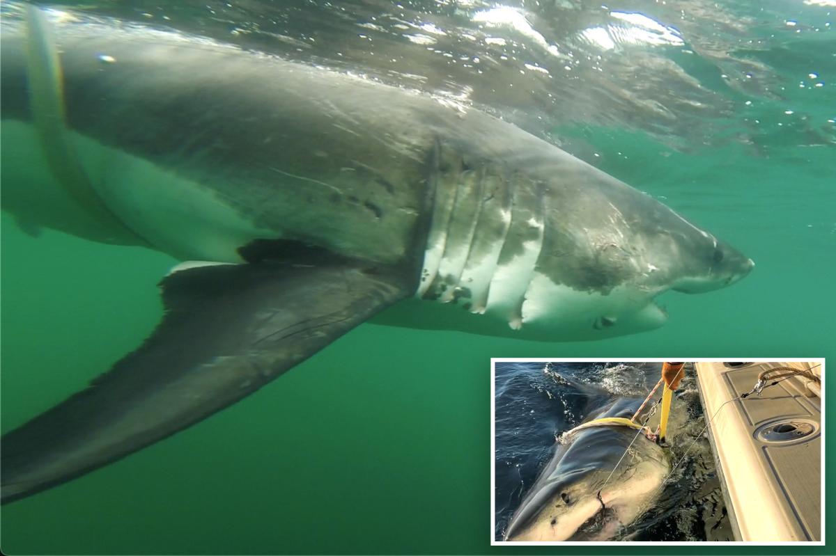 12-foot great white shark 'Ernst' tracked near Montauk — and Atlantic's biggest could be right behind her