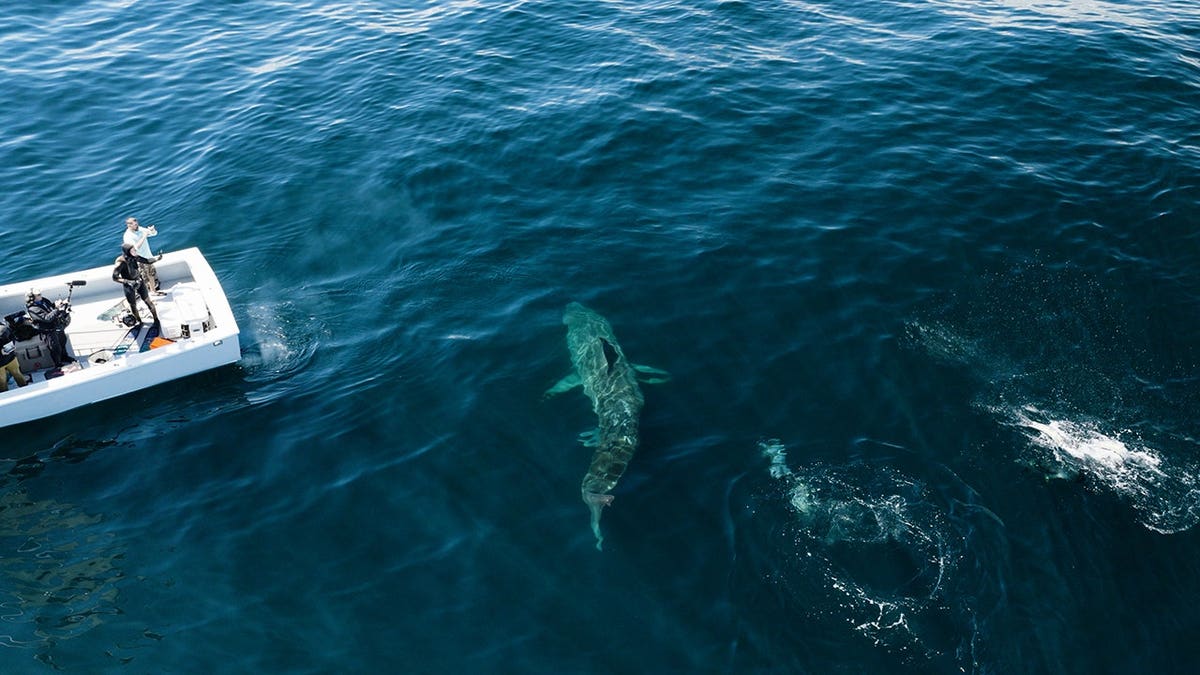 large shark is seen swimming near boat