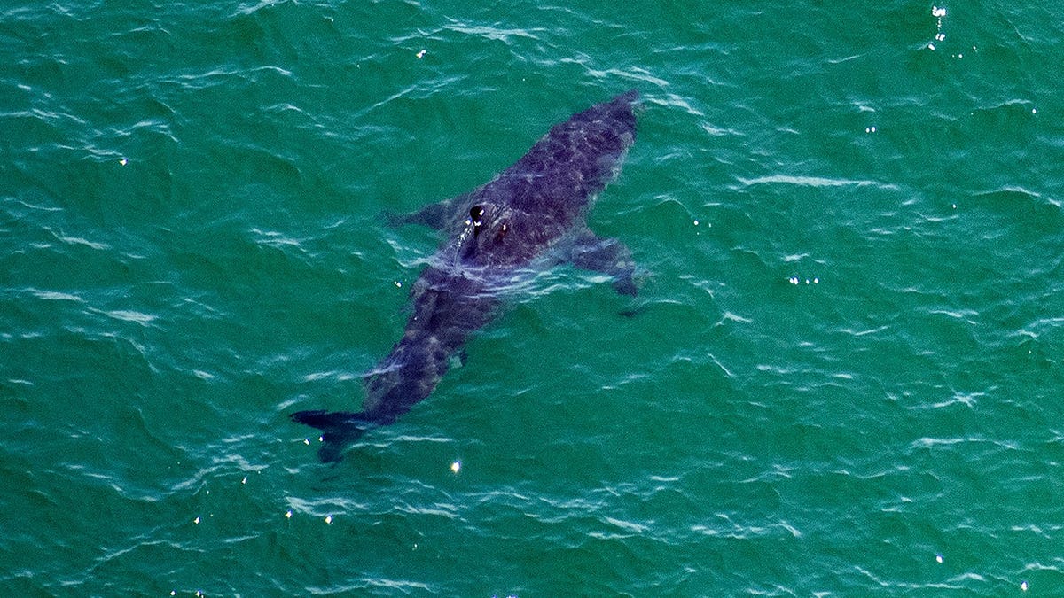 Great white shark swims off Cape Cod, Massachusetts.