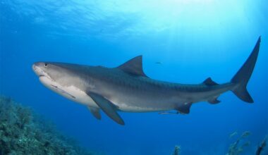 Tiger shark spotted off Cape Cod eating a turtle: 'We're likely to see more warm water species'