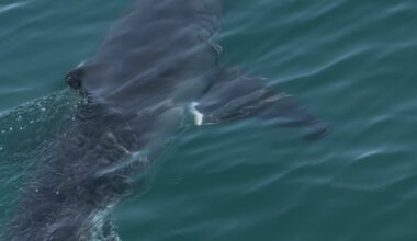 Another shark species off Massachusetts is taking striped bass from fishermen