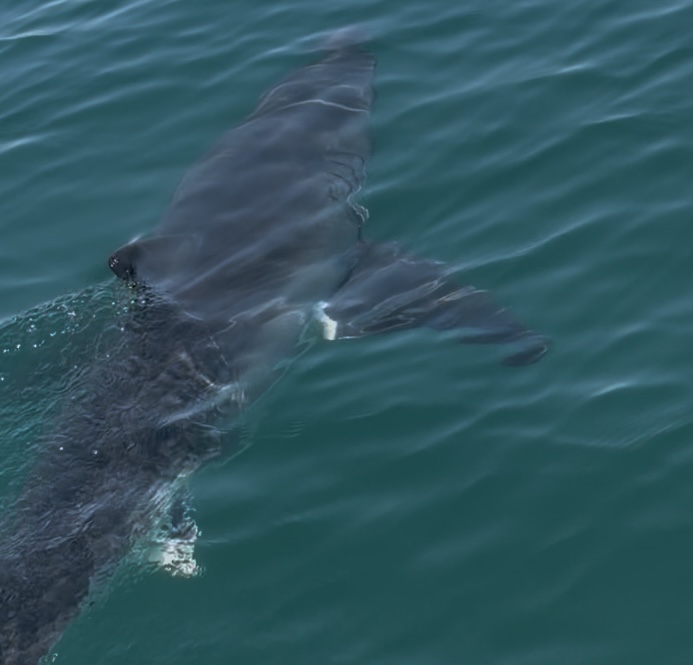 Another shark species off Massachusetts is taking striped bass from fishermen