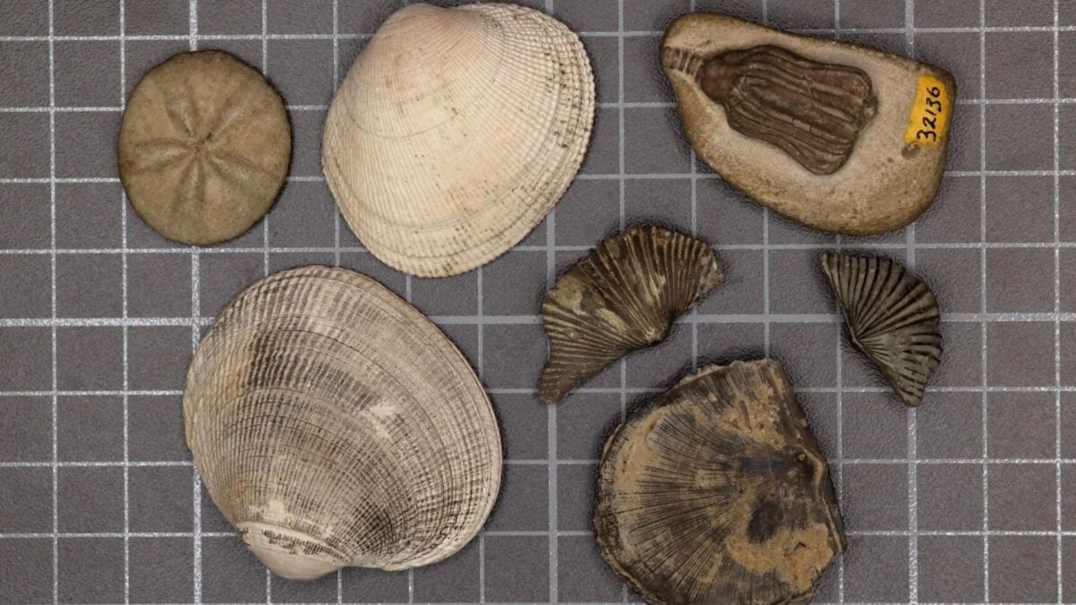 Scientists Finally Solved the Mystery of Earth’s ‘Great Dying.’ It’s Bad News for Our Future