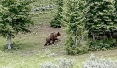 Distant Video Of Bear In Bighorn Mountains Reignites Debate Over Grizzlies In Area