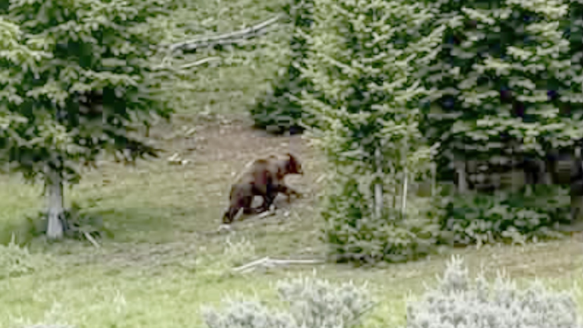 Distant Video Of Bear In Bighorn Mountains Reignites Debate Over Grizzlies In Area