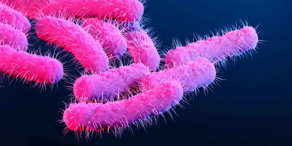 shigella