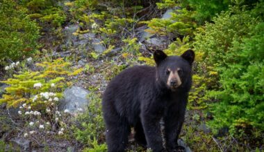 Surge In Black Bears With Mange Raises Concerns