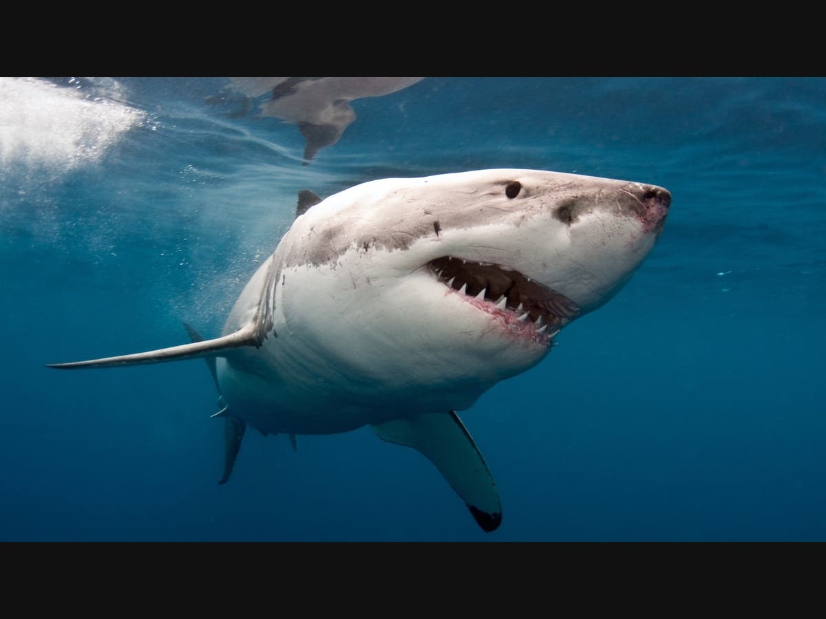 Watch: Great White Shark Feeding Frenzy Prompts Bay Area Beach Warning For Swimmers