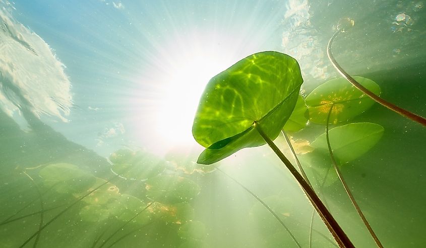 Underwater view of a sunny northern lake with aquatic plants and lily pads.