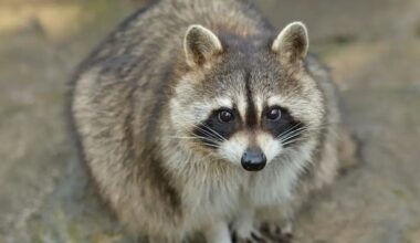 Another Raccoon Attacks Person In Chester County
