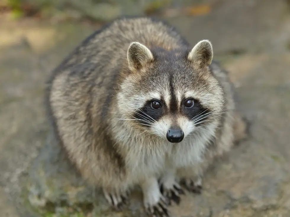 Another Raccoon Attacks Person In Chester County
