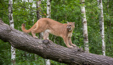 ‘100% a mountain lion:’ After viral video, other alleged sightings occur; but ODNR disputes claims