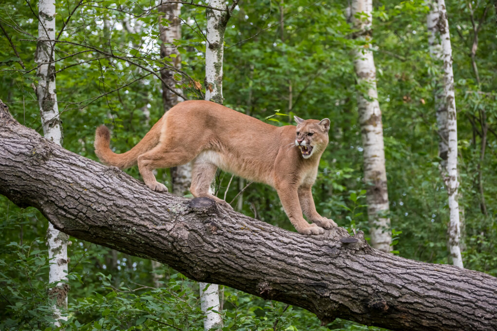 ‘100% a mountain lion:’ After viral video, other alleged sightings occur; but ODNR disputes claims
