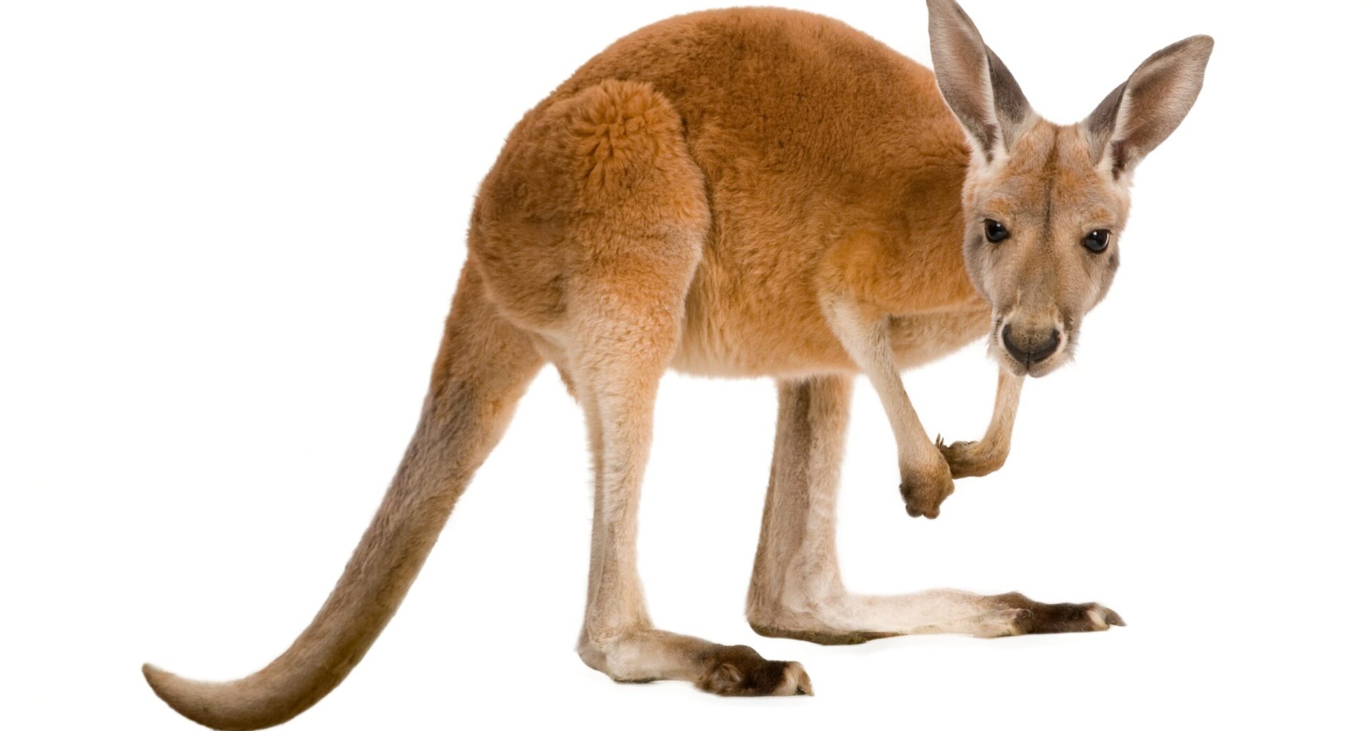 Baby kangaroo swats at a swooping magpie in Australia