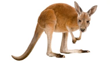 Baby kangaroo swats at a swooping magpie in Australia