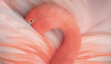 9 Nominees in the All-Encompassing Siena International Photo Awards Festival 2026
