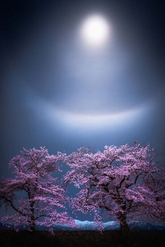Two cherry blossom trees with pink flowers stand under a bright full moon in a dark night sky, surrounded by a soft halo of light. The scene is serene and ethereal, with mountains faintly visible in the background.