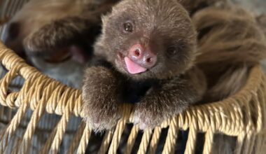 Como Zoo picks name Cusi for "extremely active" baby sloth
