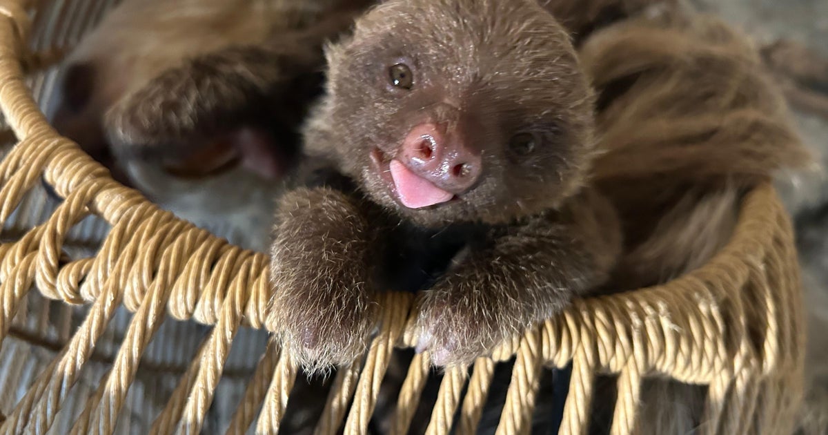 sloth-tongue-out.jpg