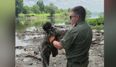 Wildlife photographers heartbroken after young eagle hit, killed by train in Beaver County