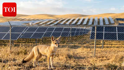 How massive Solar farms in California are providing surprising benefits in preserving the endangered San Joaquin kit foxes