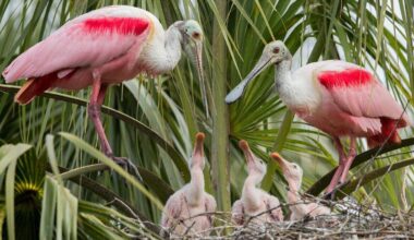 Everglades spoonbills shift range amid rising waters