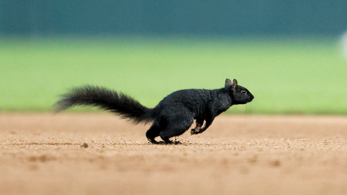Squirrel runs on the field during a Detroit Tigers and Baltimore Orioles game at Comerica Park.