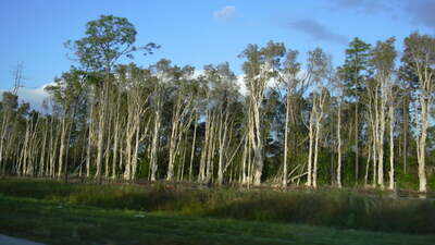 The United States in 1906 planted Australian melaleuca trees to drain Florida's wetlands, but scientists now say they spread across nearly 500,000 acres, replacing native sawgrass marshes with dense invasive forests that alter fire and water cycles