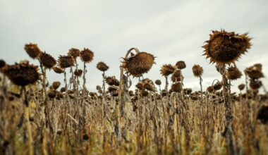Scientists Calculate When The Last Plants on Earth Will Die : ScienceAlert