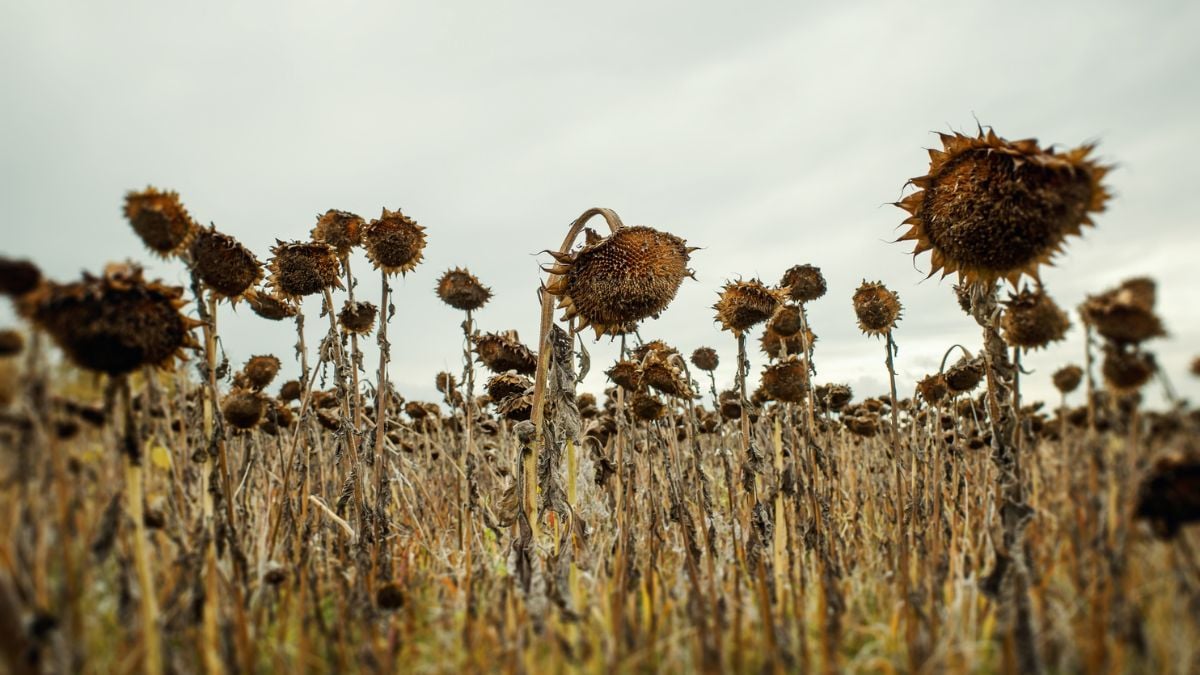 Scientists Calculate When The Last Plants on Earth Will Die : ScienceAlert