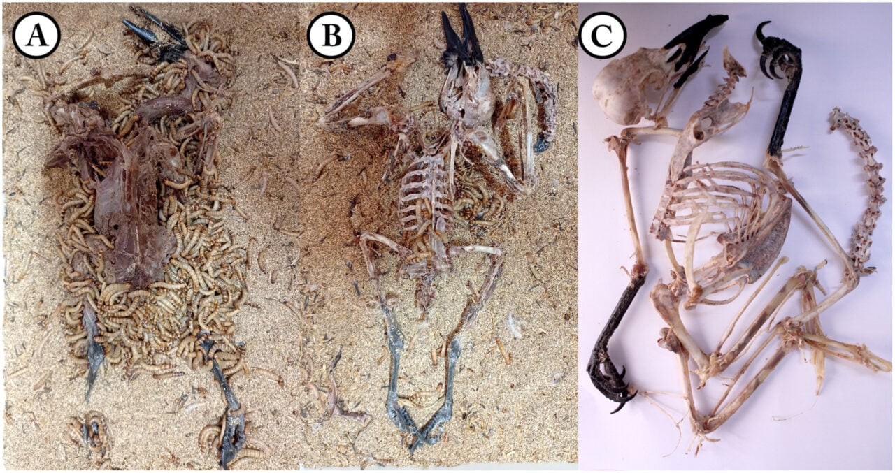 Superworm Cleans Bones