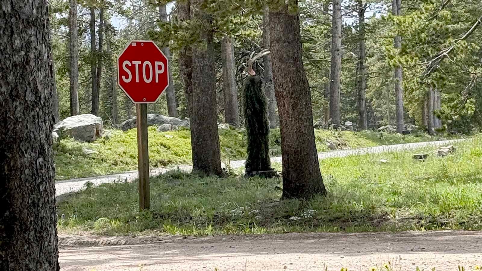 The dangerous and elusive "Swamp Moose" returned to the Bighorn National Forest over the Fourth of July weekend. It was actually 9-year-old Bridger Knox of Cheyenne wearing a ghillie suit with a moose antler on his head.