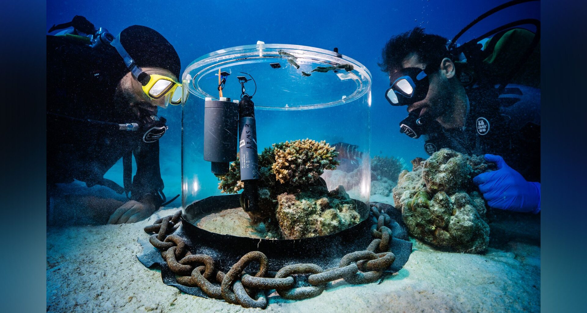 "Photography and film will help us to educate people” – Fascinating underwater shot captures Red Sea 'coral doctors' at work, winning a science photo award