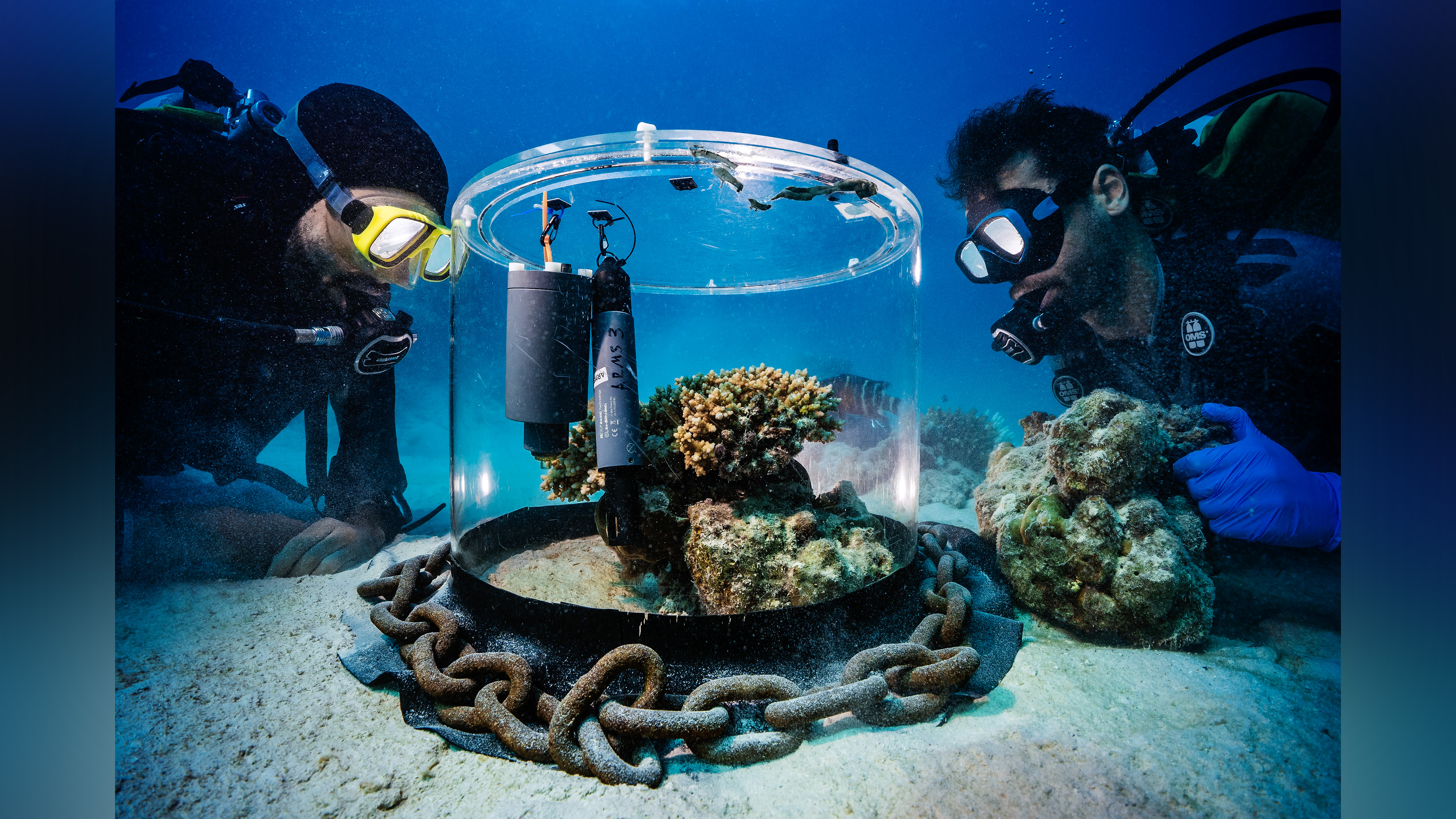 Divers place glass encasing over coral.