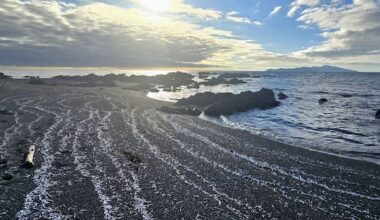 Thousands of deep sea fish found washed up on North Island beach