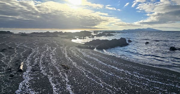 Thousands of deep sea fish found washed up on North Island beach