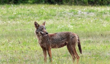 Coyotes are now feasting on iguanas and peacocks, study finds
