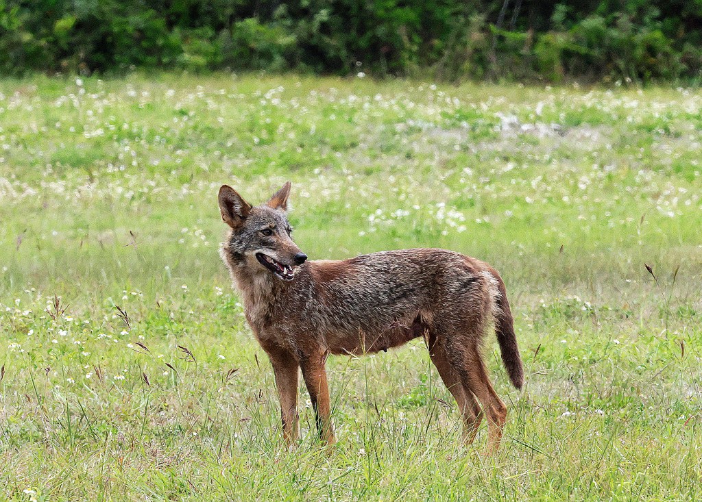 Coyotes are now feasting on iguanas and peacocks, study finds