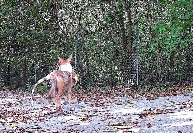 An adult coyote carries a large invasive green iguana along a fence leading to a coyote den near Montgomery Botanical Center. (Mark Krous, Montgomery Botanical Center/Courtesy)