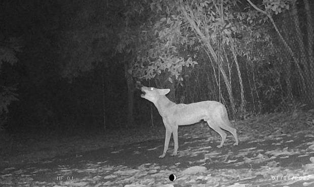 An adult coyote howls and yips at night along the boundary of Montgomery Botanical Center. (Mark Krous, Montgomery Botanical Center/Courtesy)