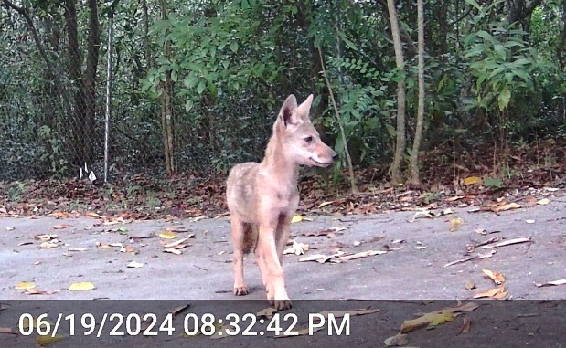 Mark Krous used a trail cam to capture images of coyotes that used the Montgomery Botanical Center as habitat, including this pup. (Mark Krous, Montgomery Botanical Center/Courtesy)