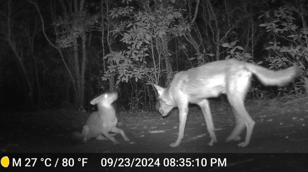 An adult coyote reprimands a pup near the boundary of the Montgomery Botanical Center. (Mark Krous, Montgomery Botanical Center/Courtesy)