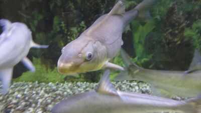 In 1991, America listed the razorback sucker as endangered; 35 years later, it has been moved to threatened after one population reached about 36,000 adults