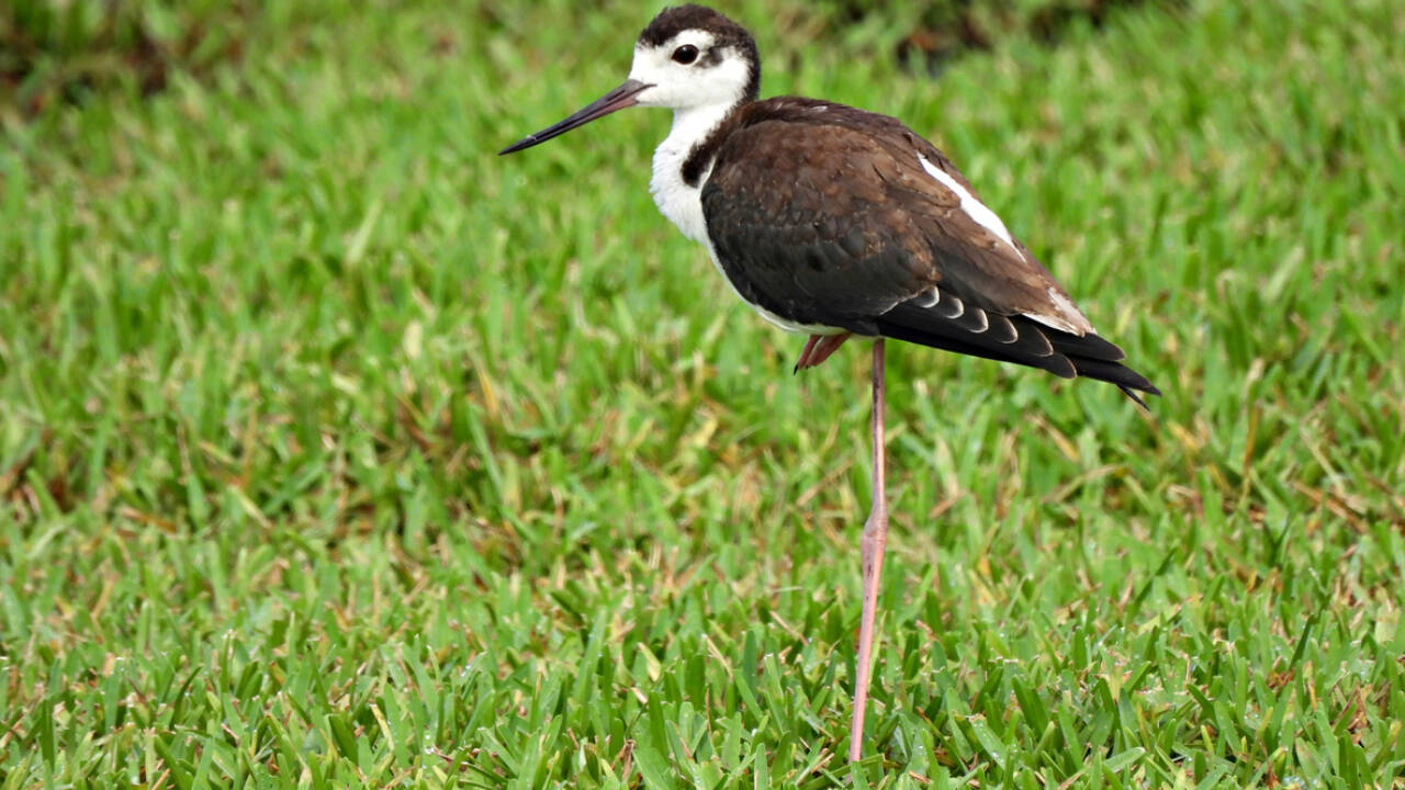 The U.S. Fish and Wildlife Service and its findings The U.S. Fish and Wildlife Service
