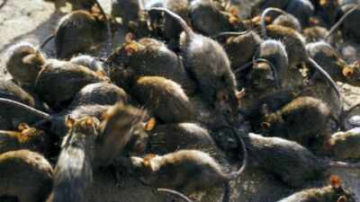 Tiny reef fish flourished beside islands filled with seabirds; where rats removed the birds, the entire underwater food chain took another route