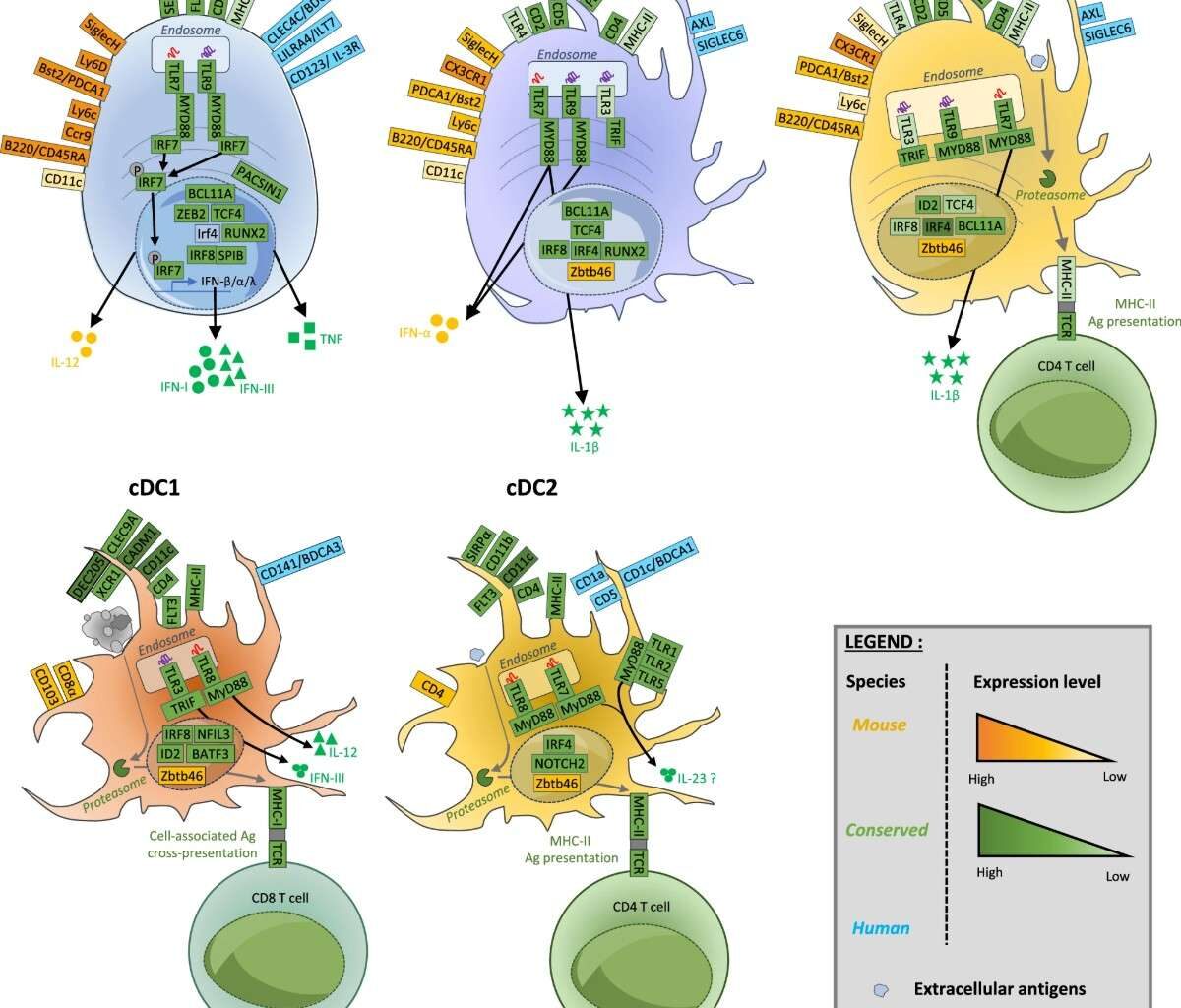 Synthetic cell grows, divides for the first time