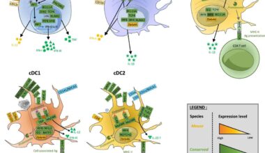 Synthetic cell grows, divides for the first time