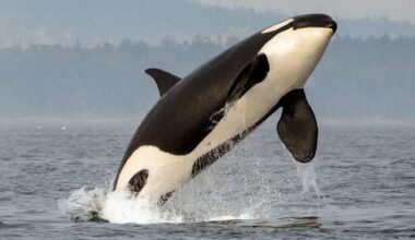 CDFW Seeks Information Related to Southern Resident Killer Whale